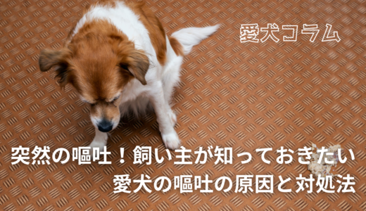 突然の嘔吐！飼い主が知っておきたい愛犬の嘔吐の原因と対処法